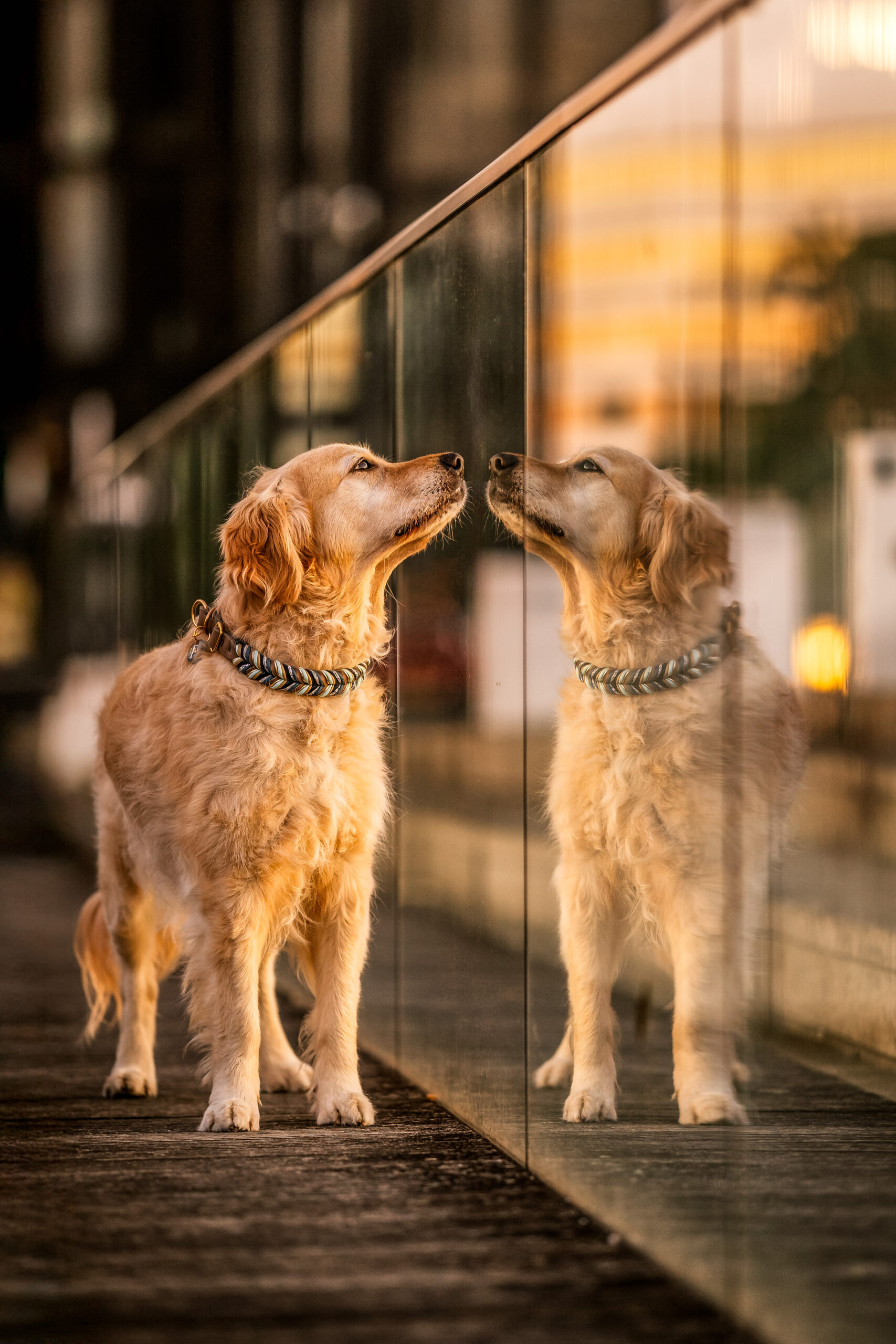 FELLOW'S SEA OF FLOWERS 🌸🌊 – Bild 4