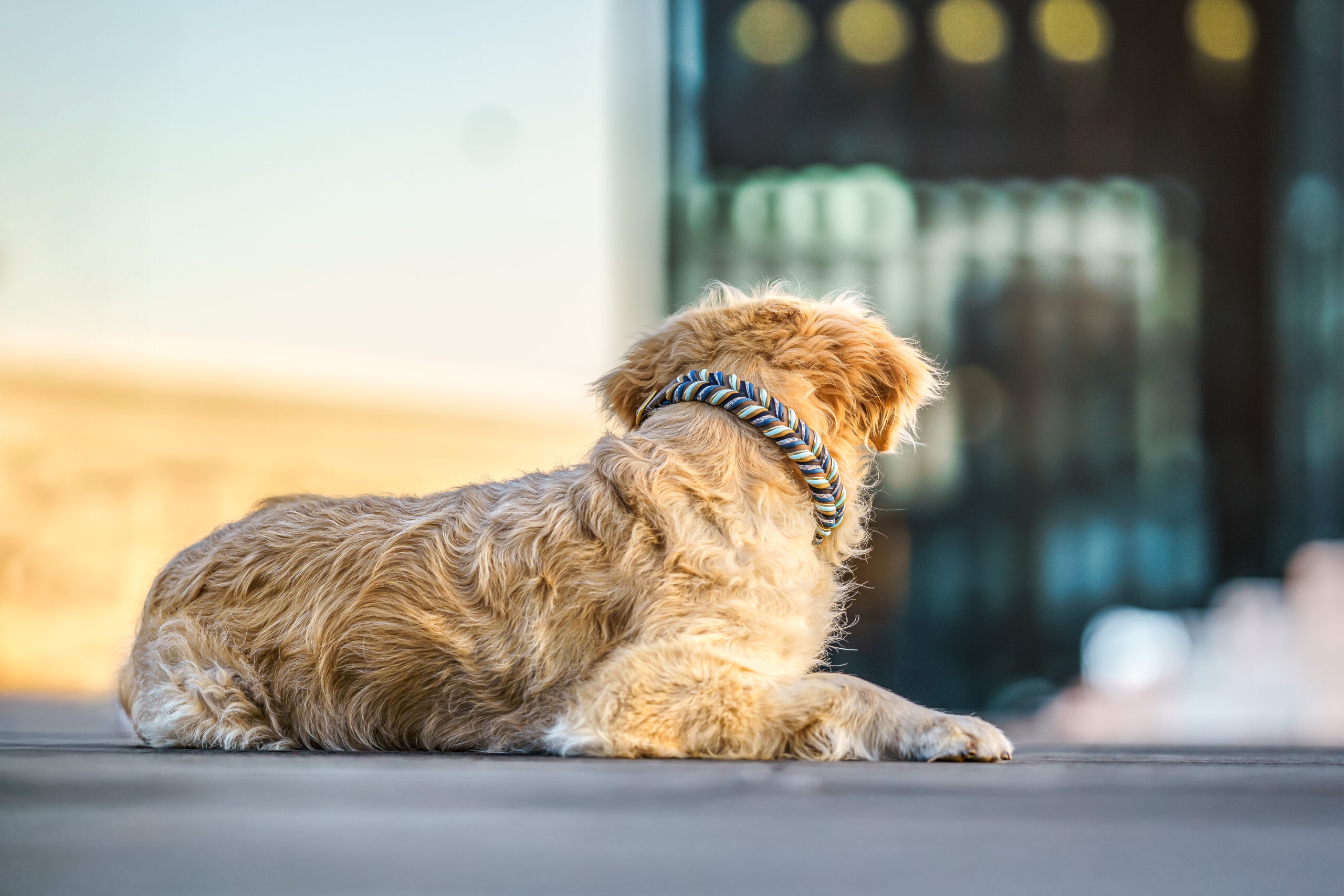 FELLOW'S SEA OF FLOWERS 🌸🌊 – Bild 6