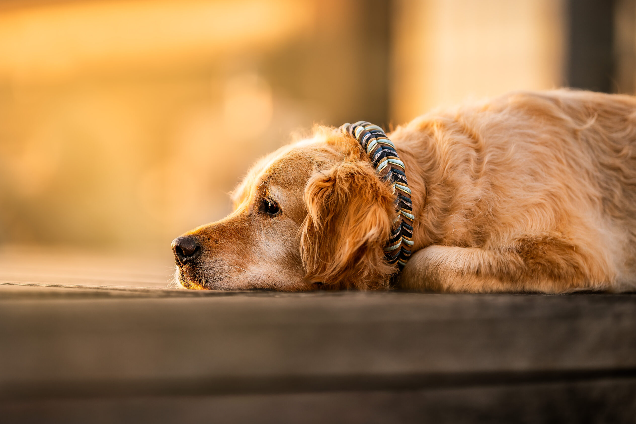 FELLOW'S SEA OF FLOWERS 🌸🌊 – Bild 2