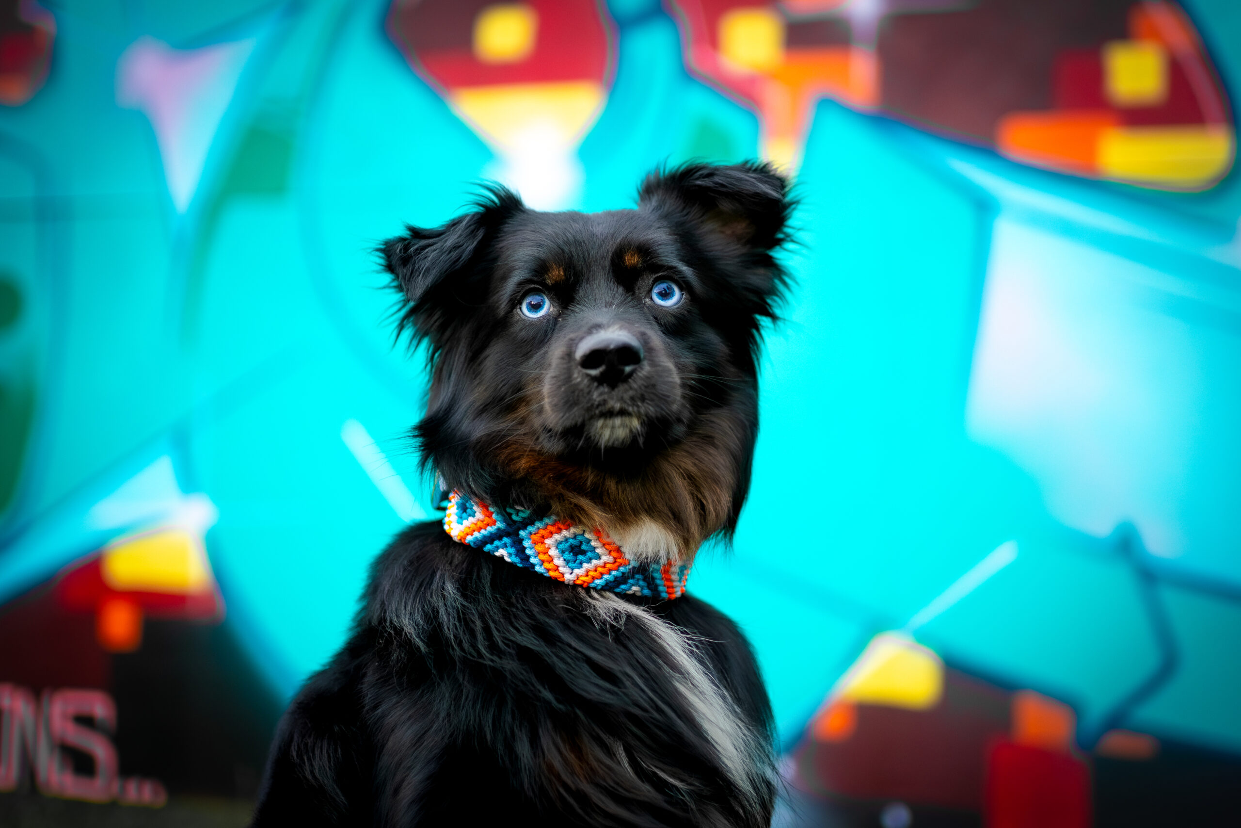 SANIJ'S NEON DRIFT 🐾⚡ – Bild 2