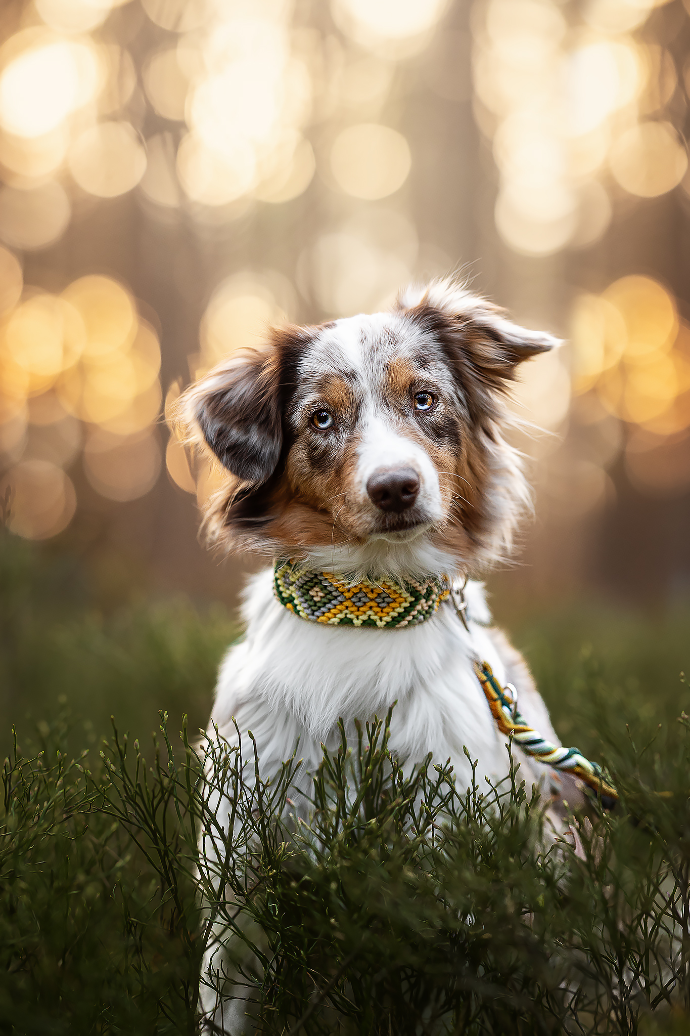 PZitronenfalter1-web