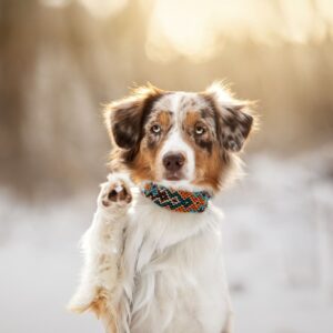 WEIHNACHTSBOX LIMITIERT!